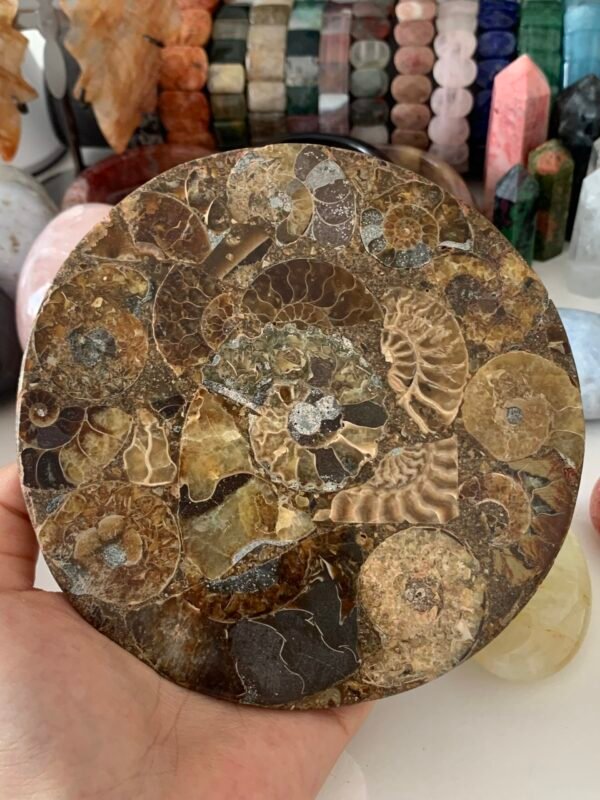 Natural Ammonites Snail Conch Madagascar Specimens Stone